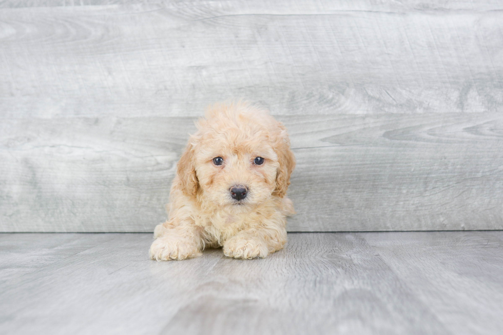 Happy Maltipoo Baby