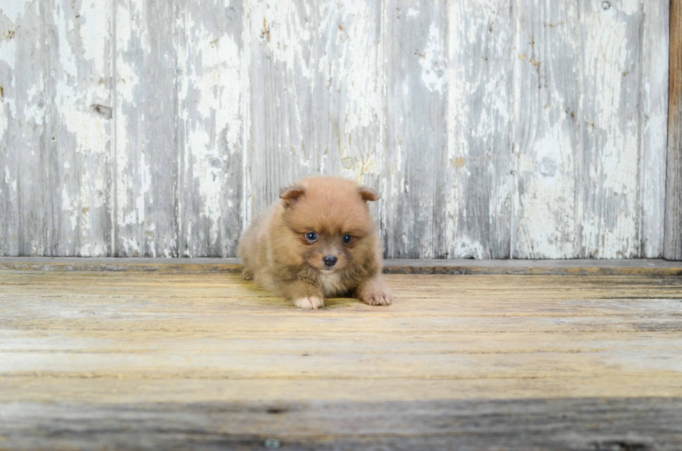 Pomeranian Puppy for Adoption