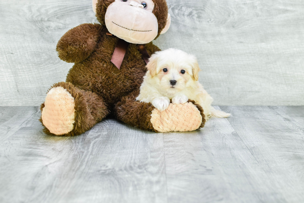 Sweet Maltipoo Baby