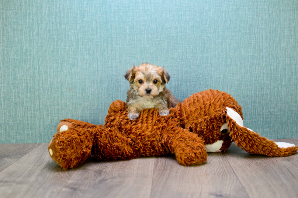 Little Yorkie Designer Puppy