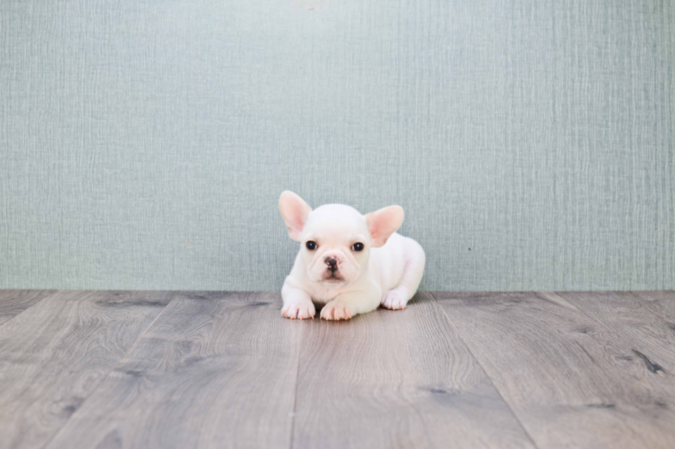 Best French Bulldog Baby