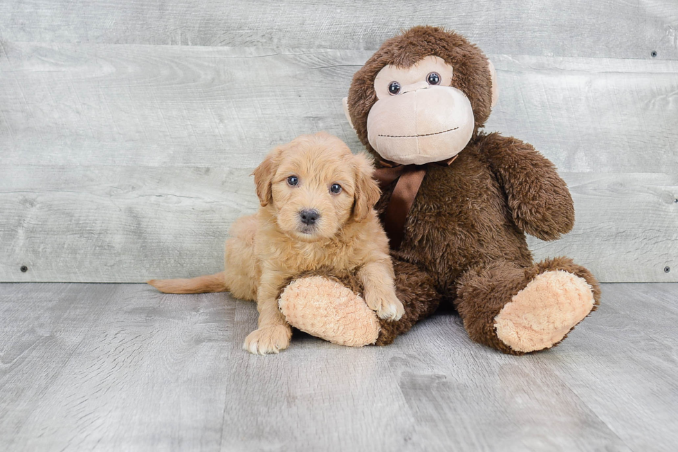 Best Mini Goldendoodle Baby