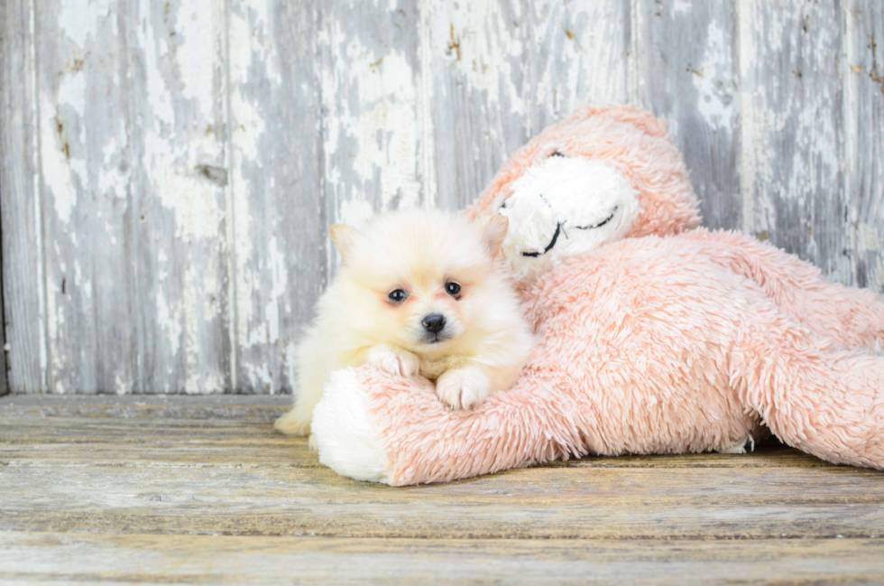 Playful Pomeranian Purebred Pup