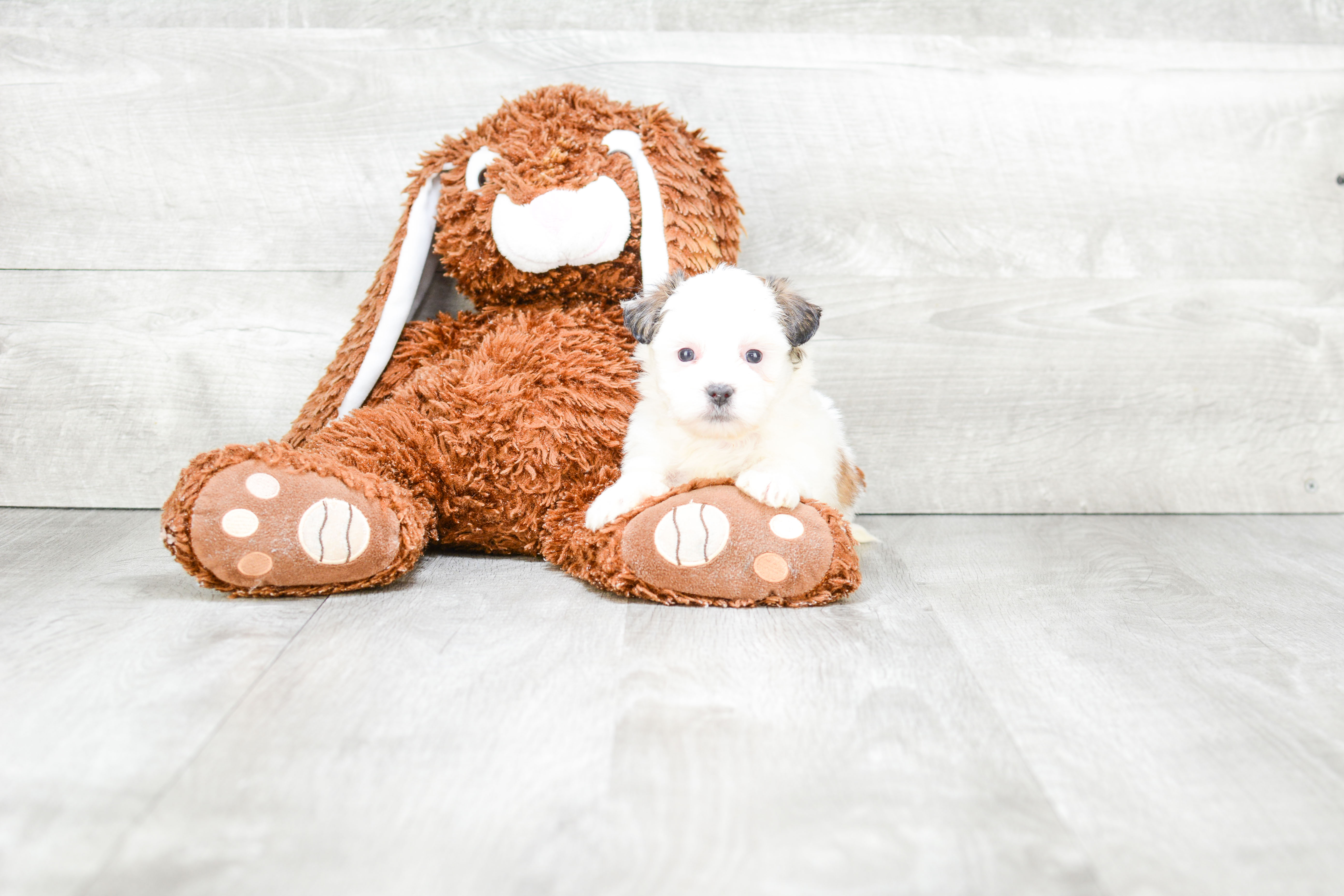 Teddy Bear Puppy for Adoption