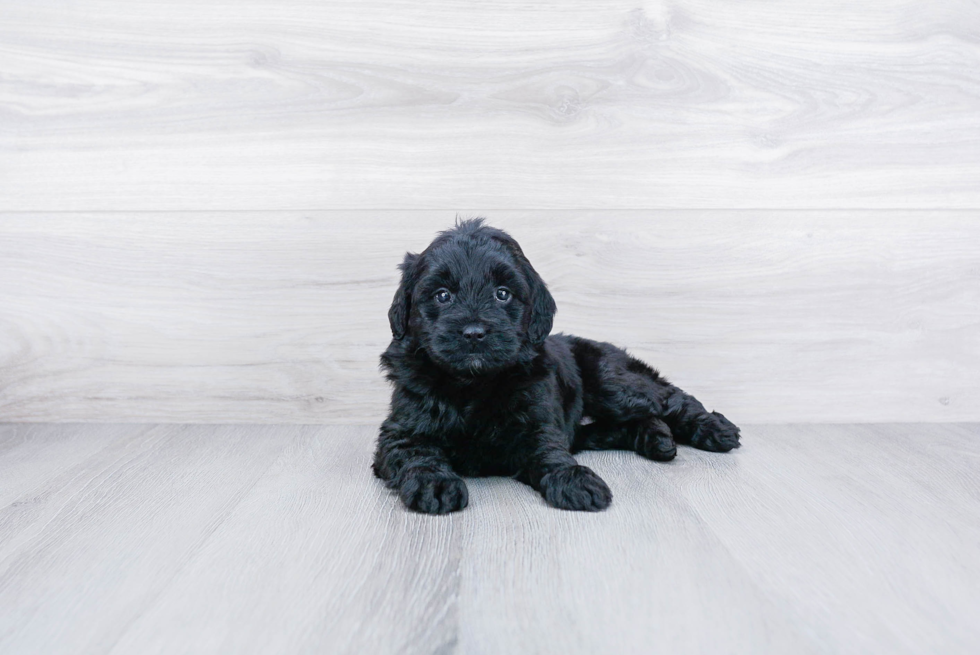 Mini Goldendoodle Puppy for Adoption