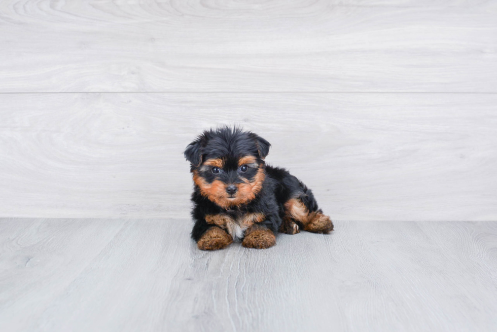 Meet Beckham - our Yorkshire Terrier Puppy Photo 