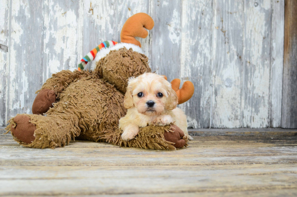 Smart Cavachon Designer Pup