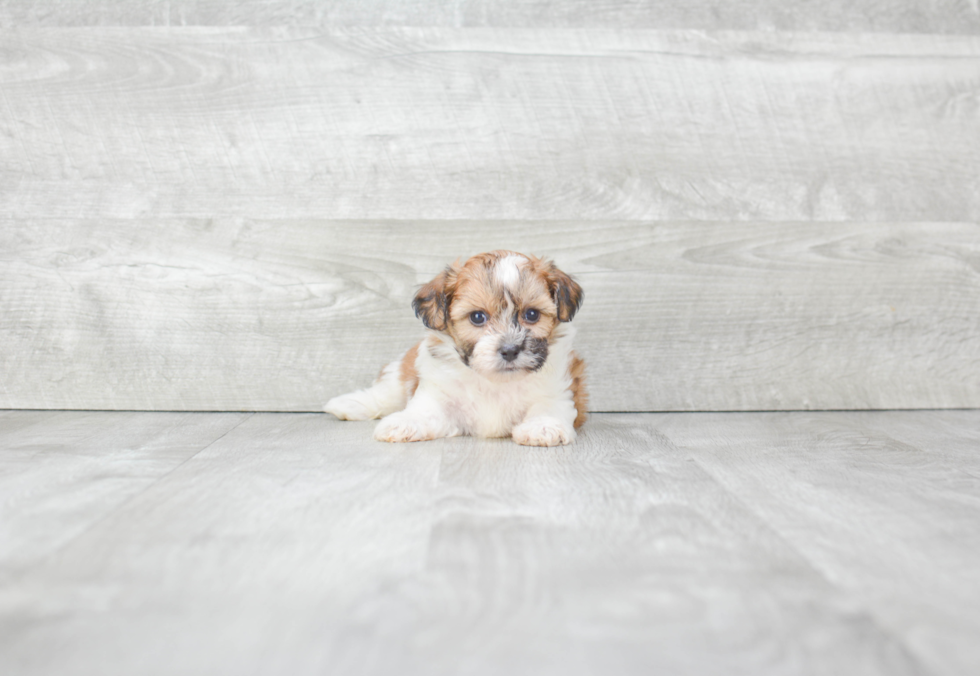 Teddy Bear Pup Being Cute