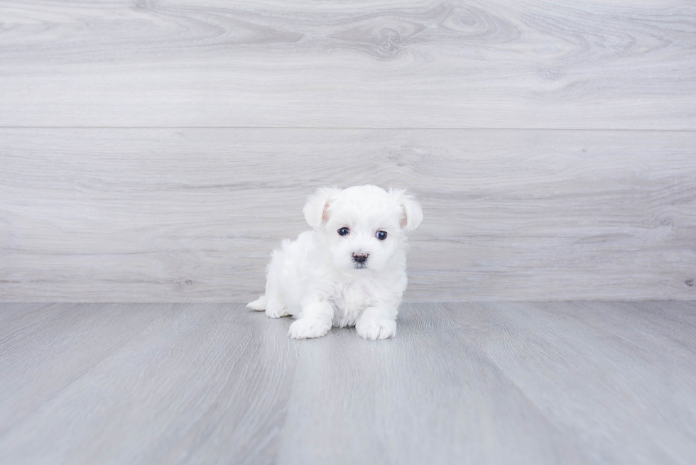 Funny Maltipoo Poodle Mix Pup