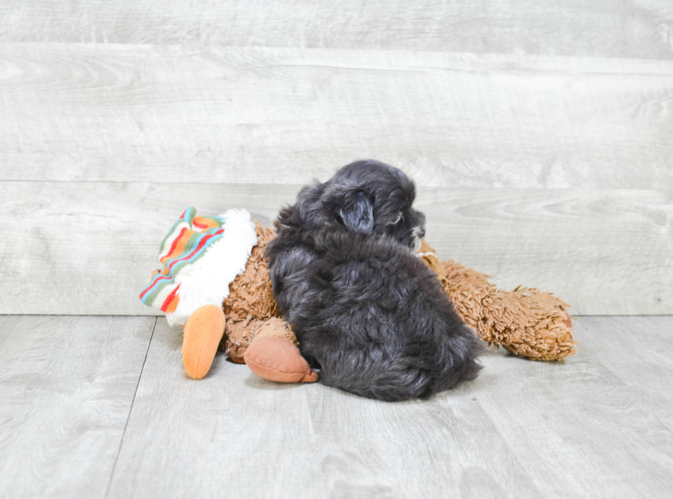 Small Havanese Baby