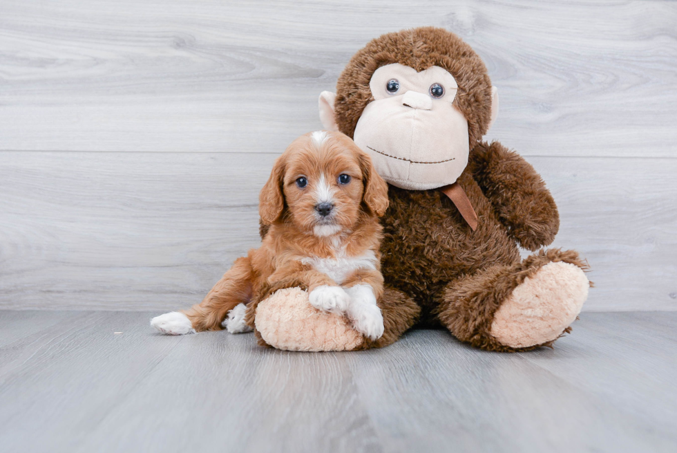 Friendly Cavapoo Baby