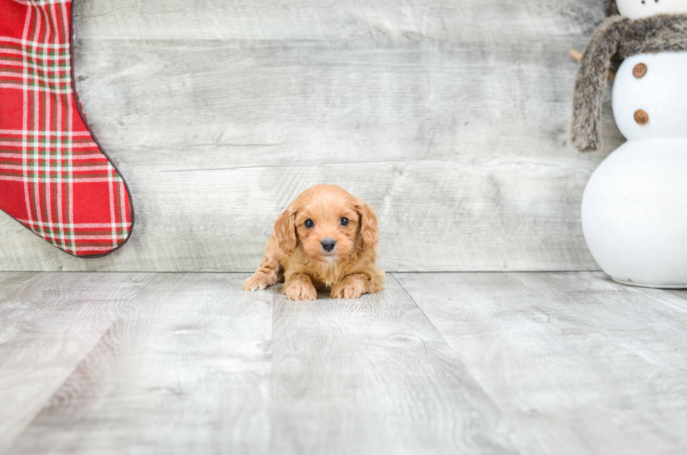 Energetic Cavoodle Poodle Mix Puppy