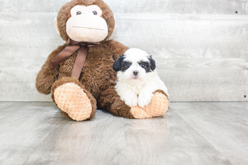 Teddy Bear Pup Being Cute