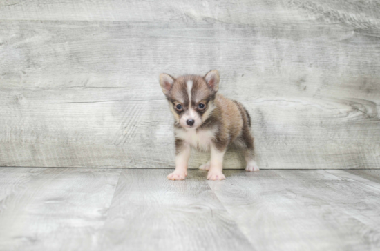 Petite Pomsky Designer Pup