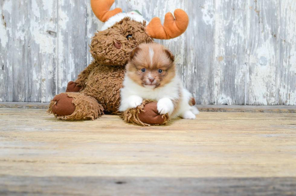 Funny Pomeranian Baby