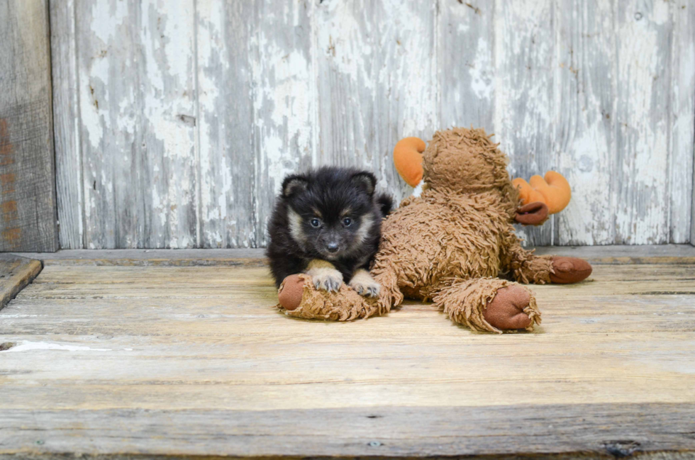 Friendly Pomeranian Baby