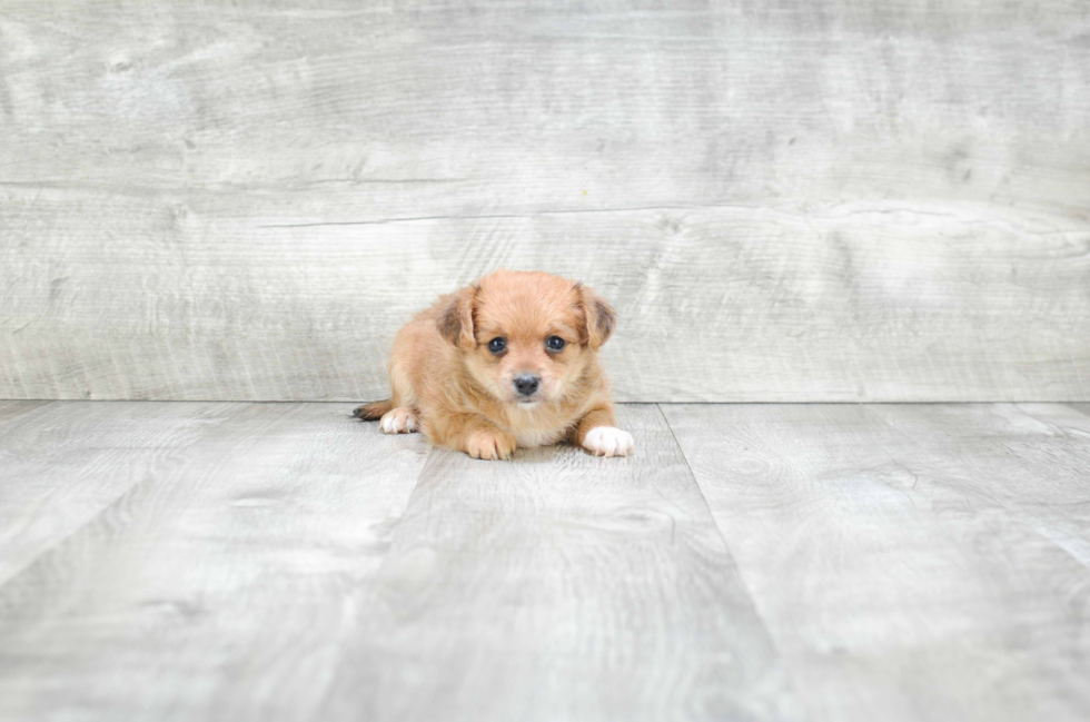 Morkie Pup Being Cute