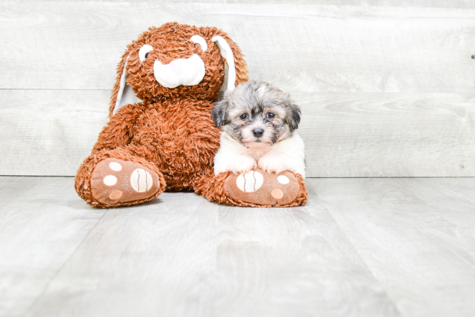 Teddy Bear Pup Being Cute