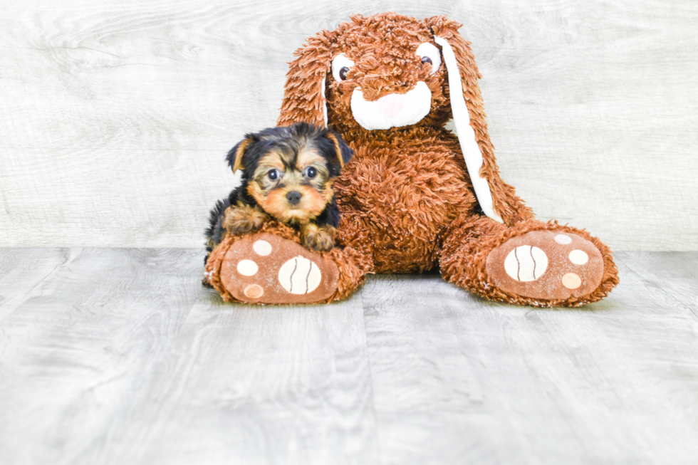 Meet Twinkle - our Yorkshire Terrier Puppy Photo 