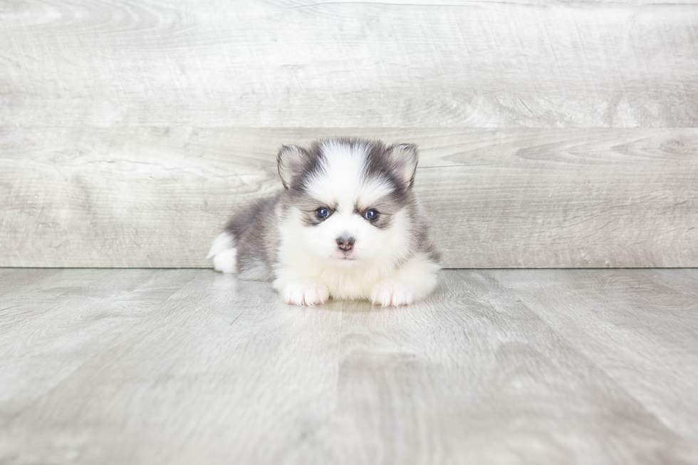 Pomsky Puppy for Adoption