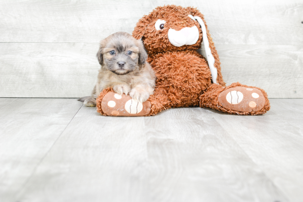 Teddy Bear Pup Being Cute