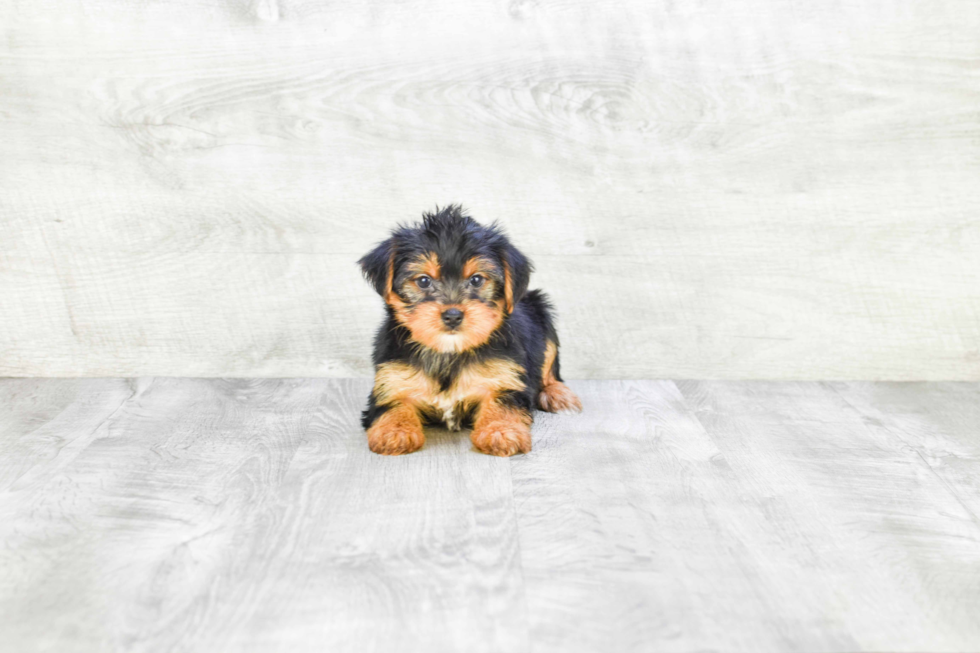 Meet Lisa - our Yorkshire Terrier Puppy Photo 