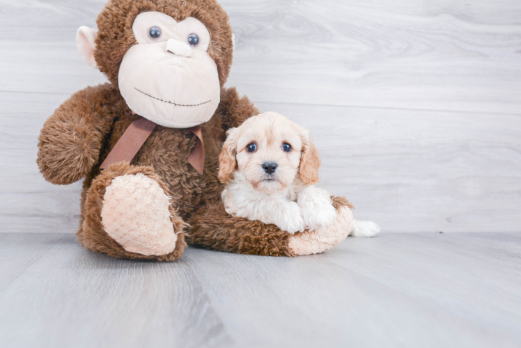 Cavachon Pup Being Cute