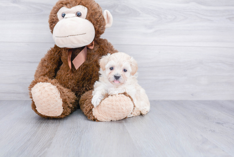 Cute Maltipoo Baby