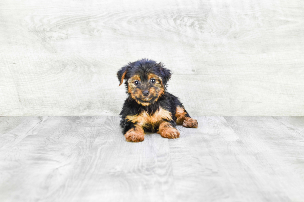 Meet Lisa - our Yorkshire Terrier Puppy Photo 