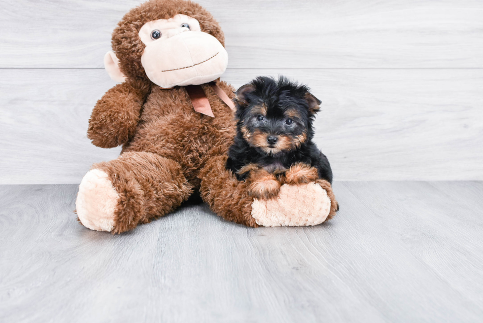 Meet Isabella - our Yorkshire Terrier Puppy Photo 