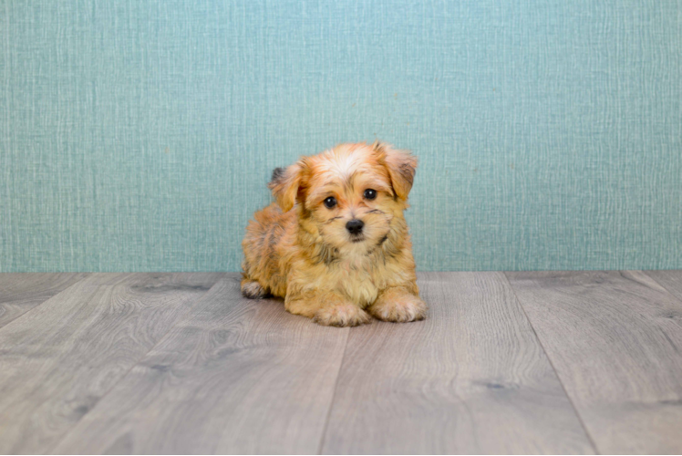 Morkie Pup Being Cute