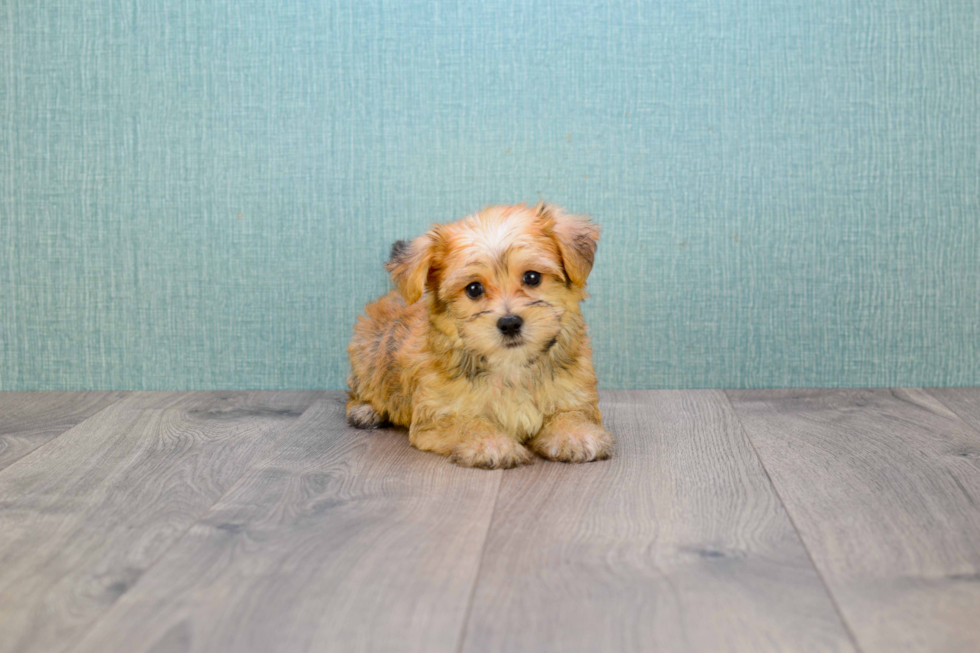 Morkie Pup Being Cute