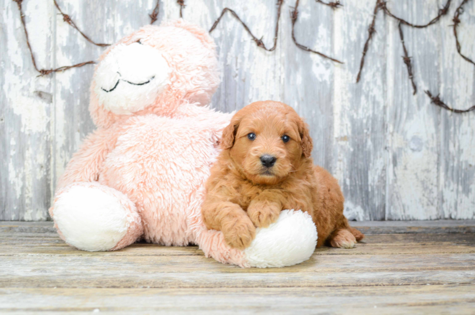 Best Mini Goldendoodle Baby