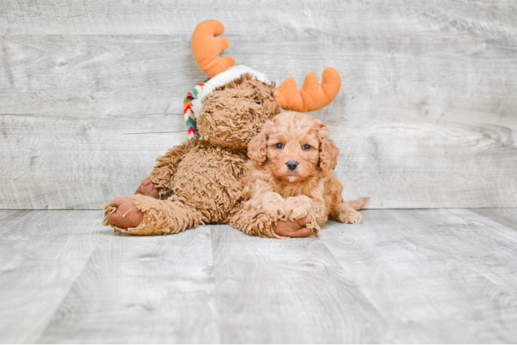 Popular Cavapoo Poodle Mix Pup