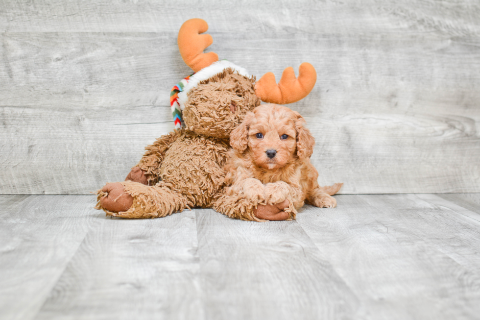 Popular Cavapoo Poodle Mix Pup