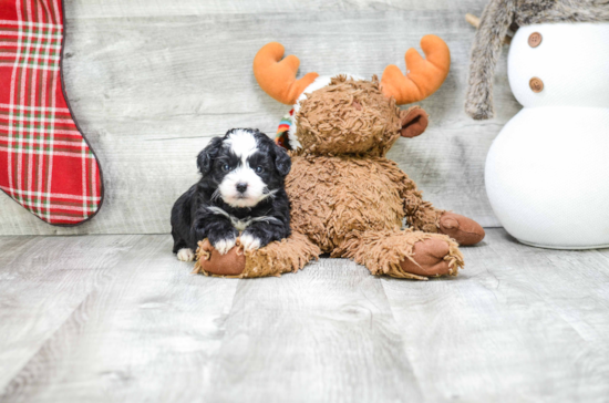 Friendly Morkie Baby