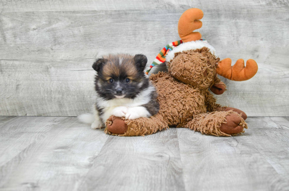 Pomeranian Pup Being Cute