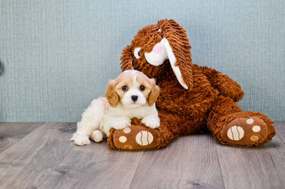 Best Cavachon Baby