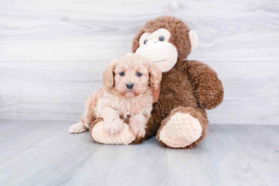 Playful Cavoodle Poodle Mix Puppy