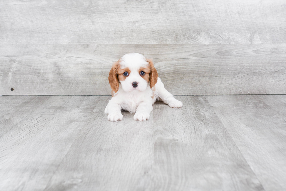 Funny Cavalier King Charles Spaniel Purebred Pup