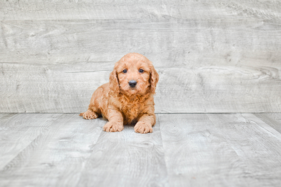 Best Mini Goldendoodle Baby