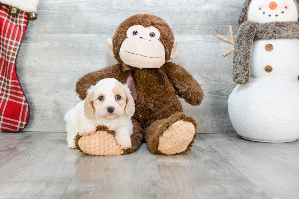 Cavachon Pup Being Cute