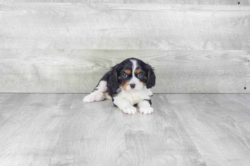 Smart Cavalier King Charles Spaniel Purebred Puppy