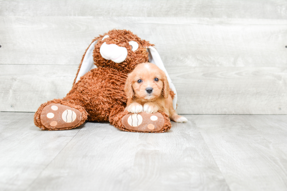 Small Cavapoo Baby