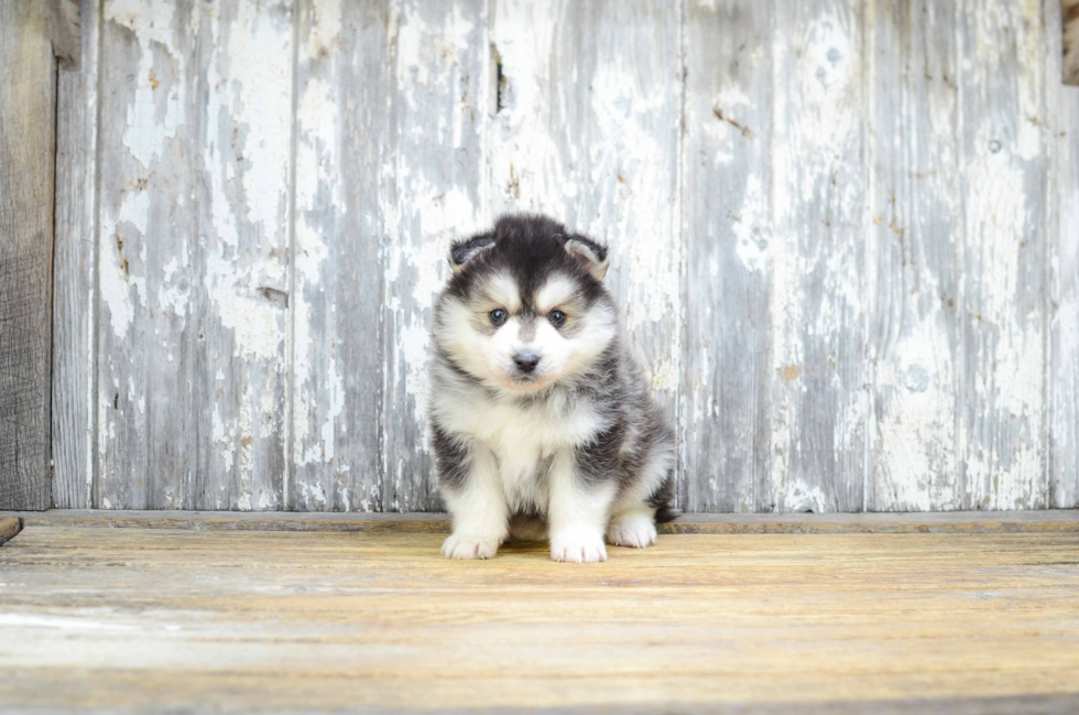 Pomsky Pup Being Cute