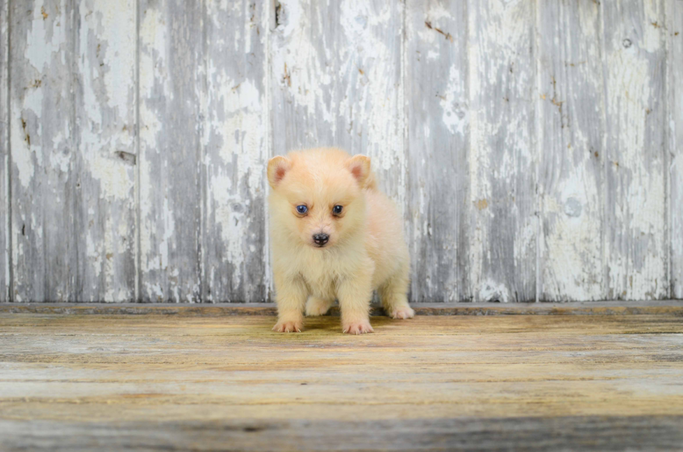 Fluffy Pomsky Designer Pup