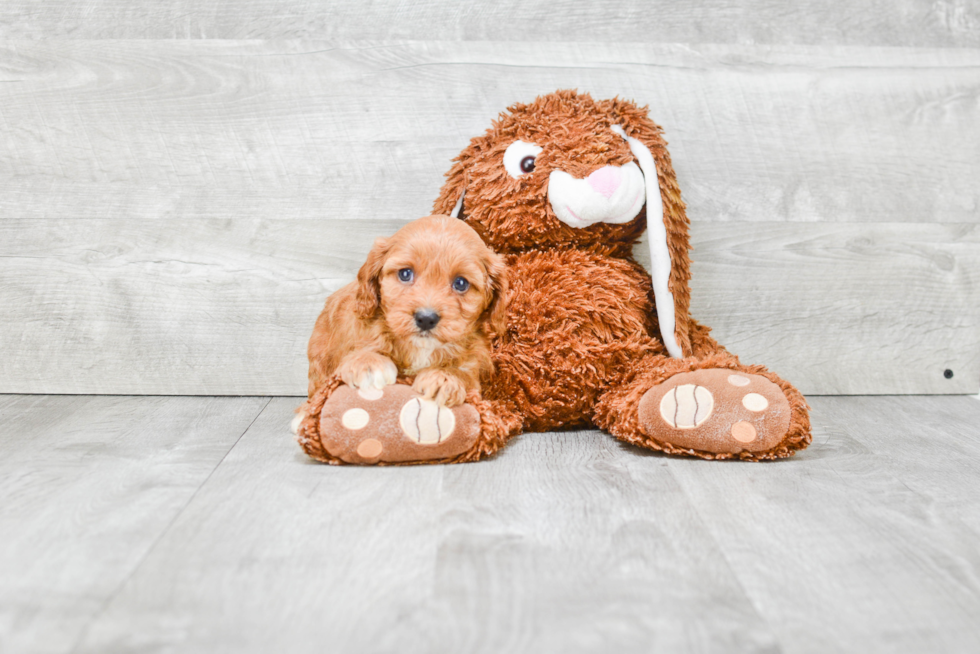 Cavapoo Puppy for Adoption