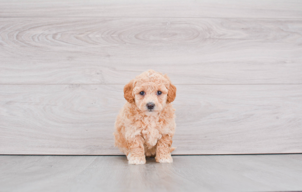 Popular Mini Goldendoodle Poodle Mix Pup