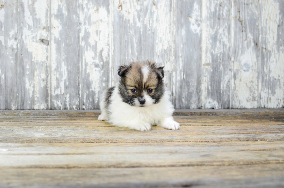 Maltipom Puppy for Adoption