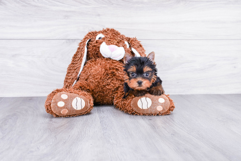 Meet Nugget - our Yorkshire Terrier Puppy Photo 